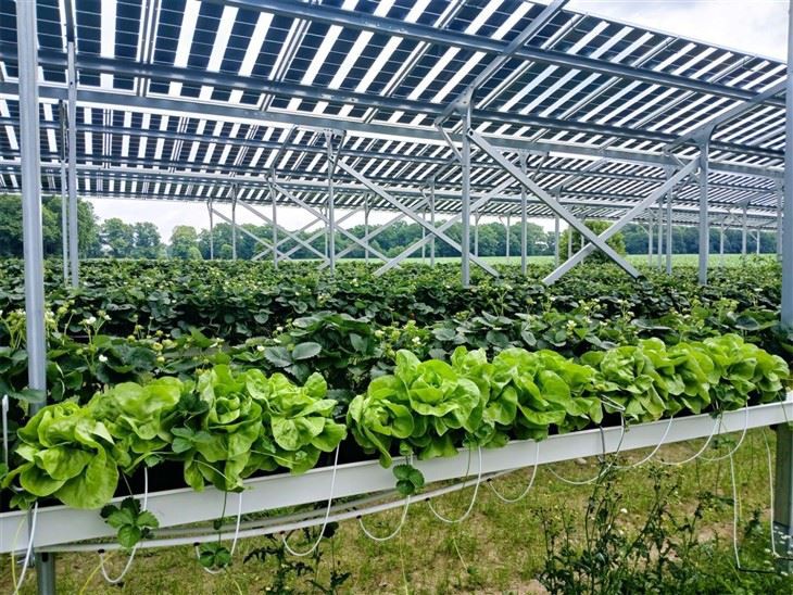 Optimized Solar Mounting Structures For Dual-Use Farming factory